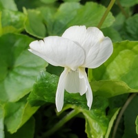 Viola septentrionalis alba